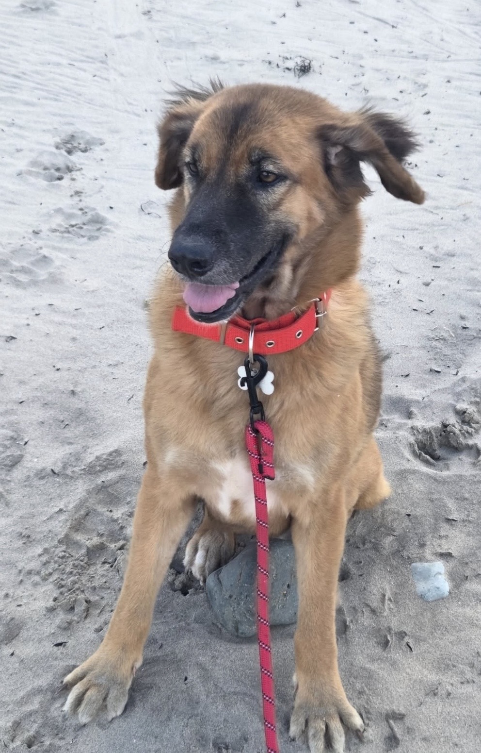 Sienna, a rescue dog with warm brown eyes